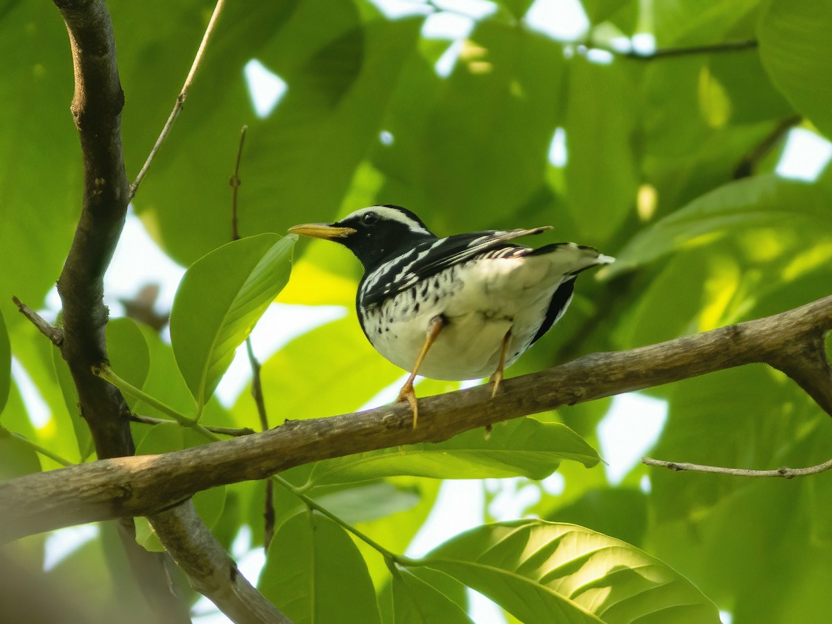 Pied Thrush - ML561500751