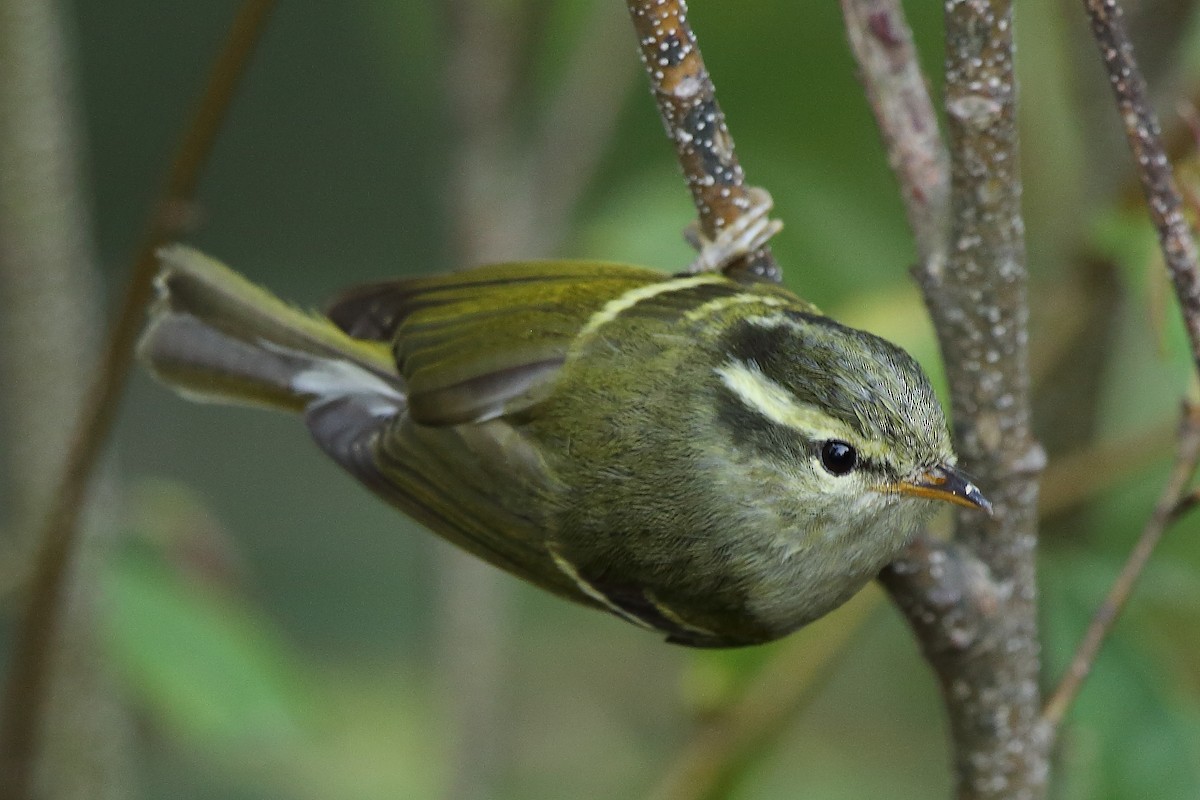 Blyth's Leaf Warbler - ML561501231