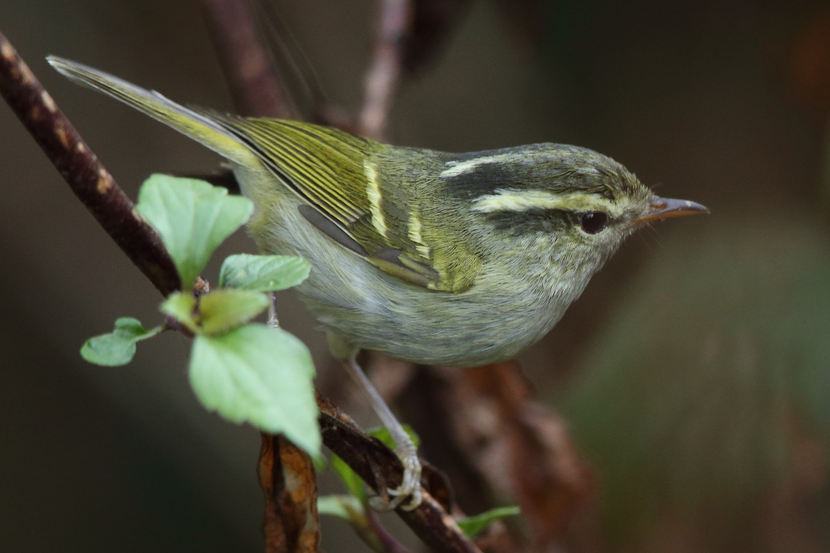 Blyth's Leaf Warbler - ML561501241