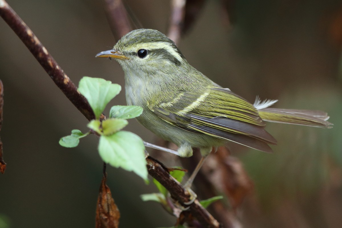 Blyth's Leaf Warbler - ML561501251