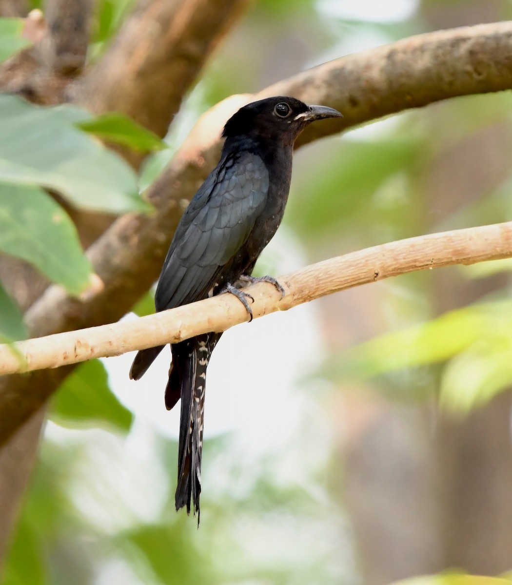 Square-tailed Drongo-Cuckoo - ML561501501
