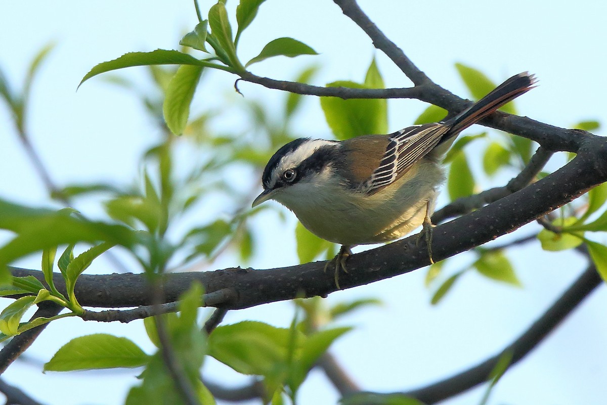 Red-tailed Minla - ML561501521