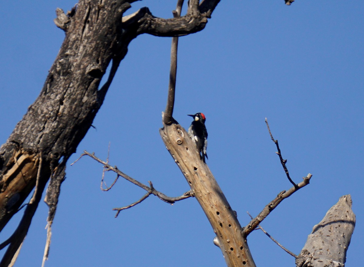 Acorn Woodpecker - ML561501841