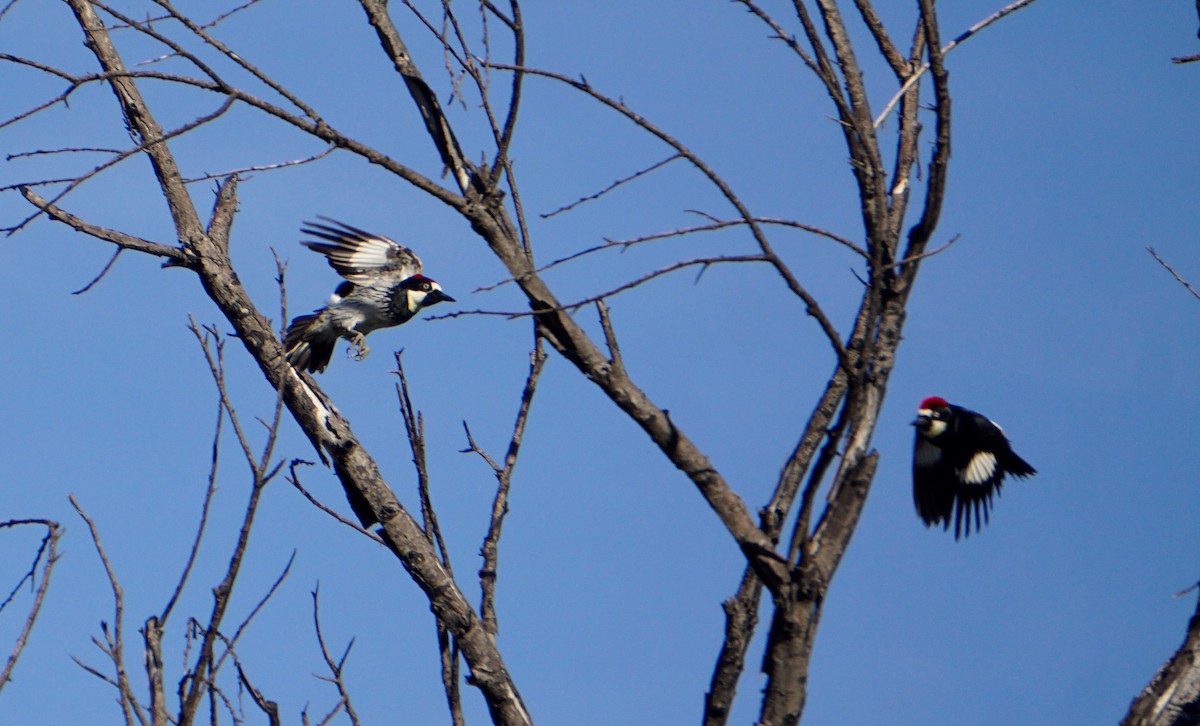 Acorn Woodpecker - ML561501851