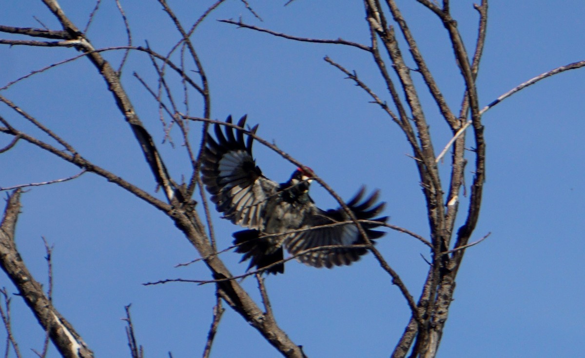 Acorn Woodpecker - ML561501861