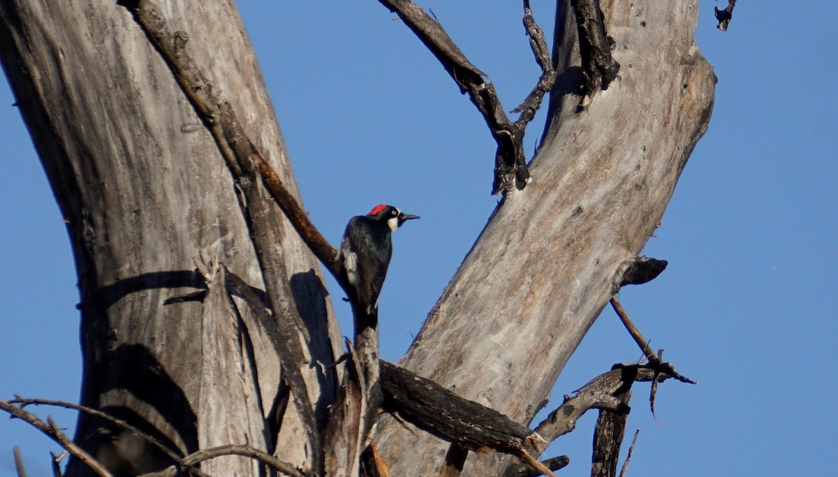 Acorn Woodpecker - ML561501871