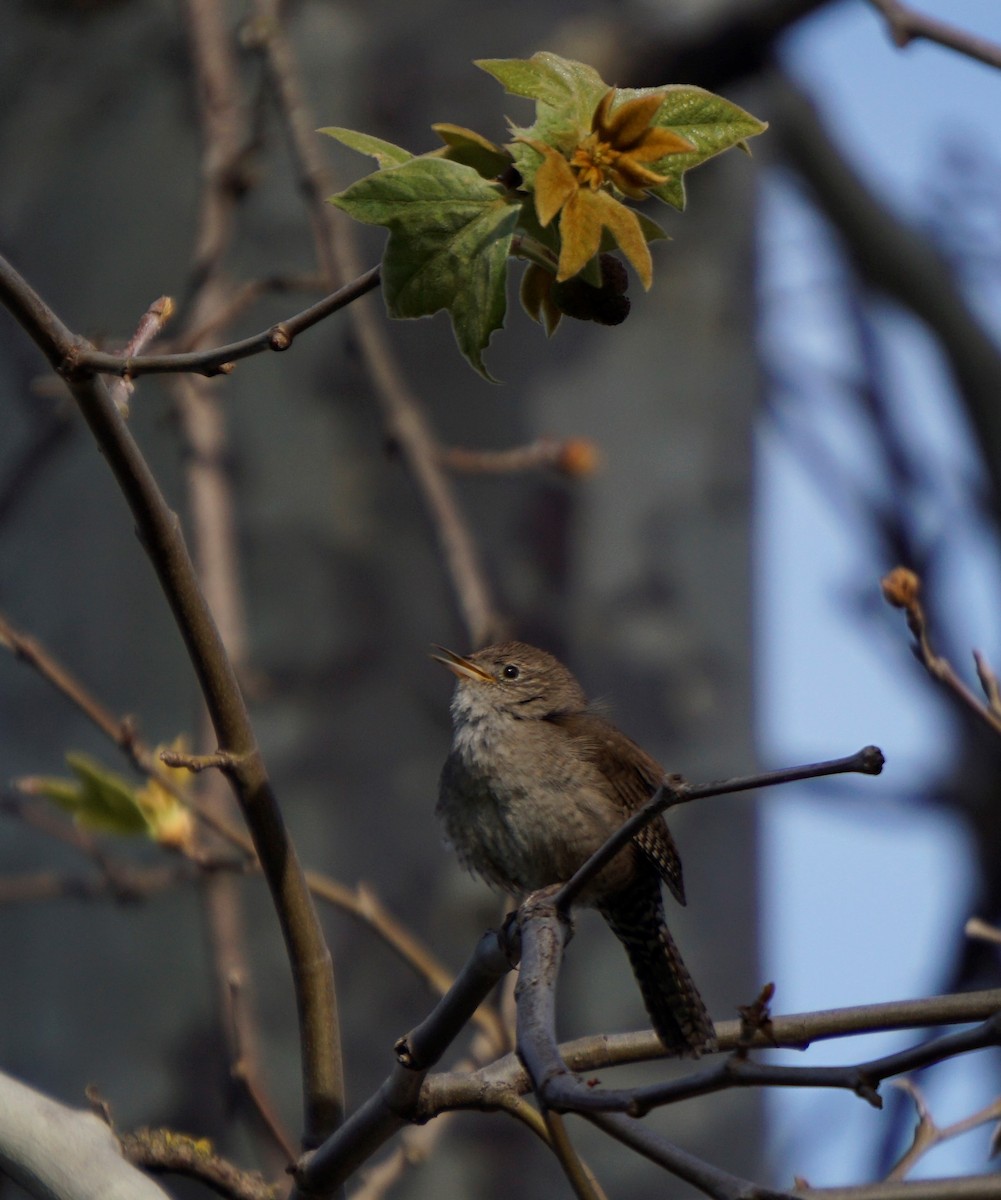 Northern House Wren - ML561501971