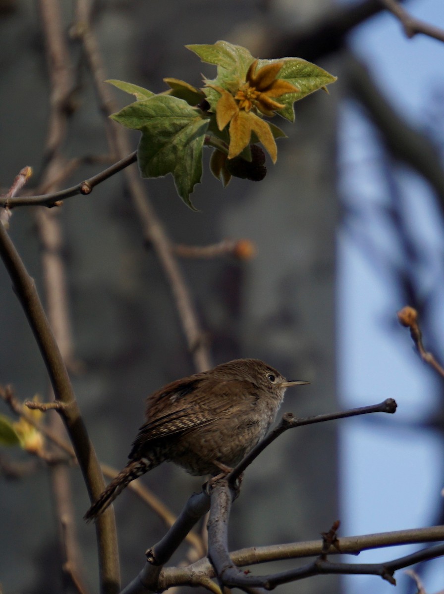 Northern House Wren - ML561501981