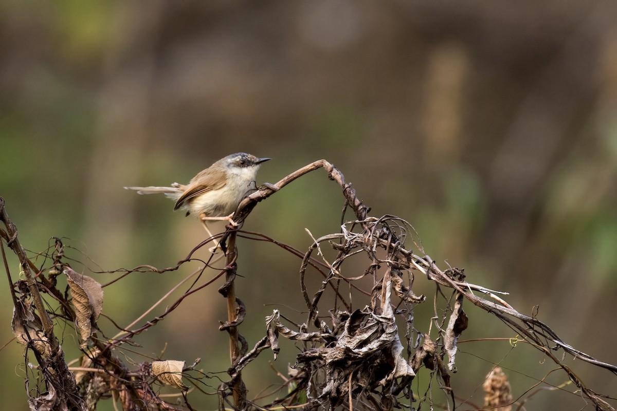 Gray-crowned Prinia - ML561502881