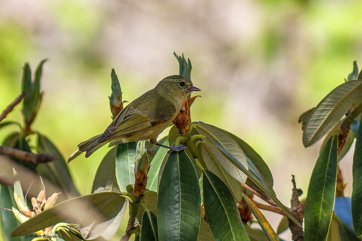 Yellow-browed Tit - ML561503411