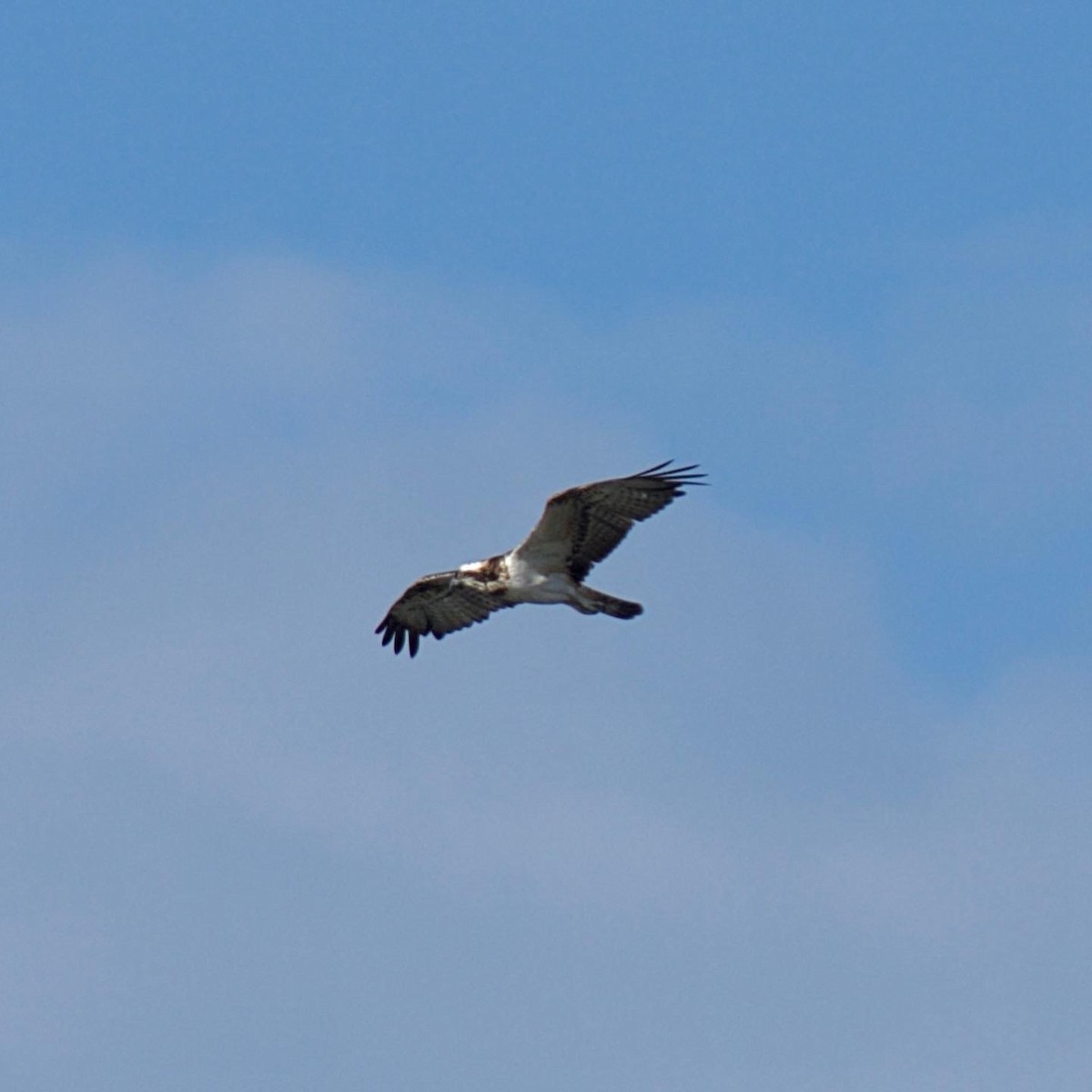 Águila Pescadora - ML561503861