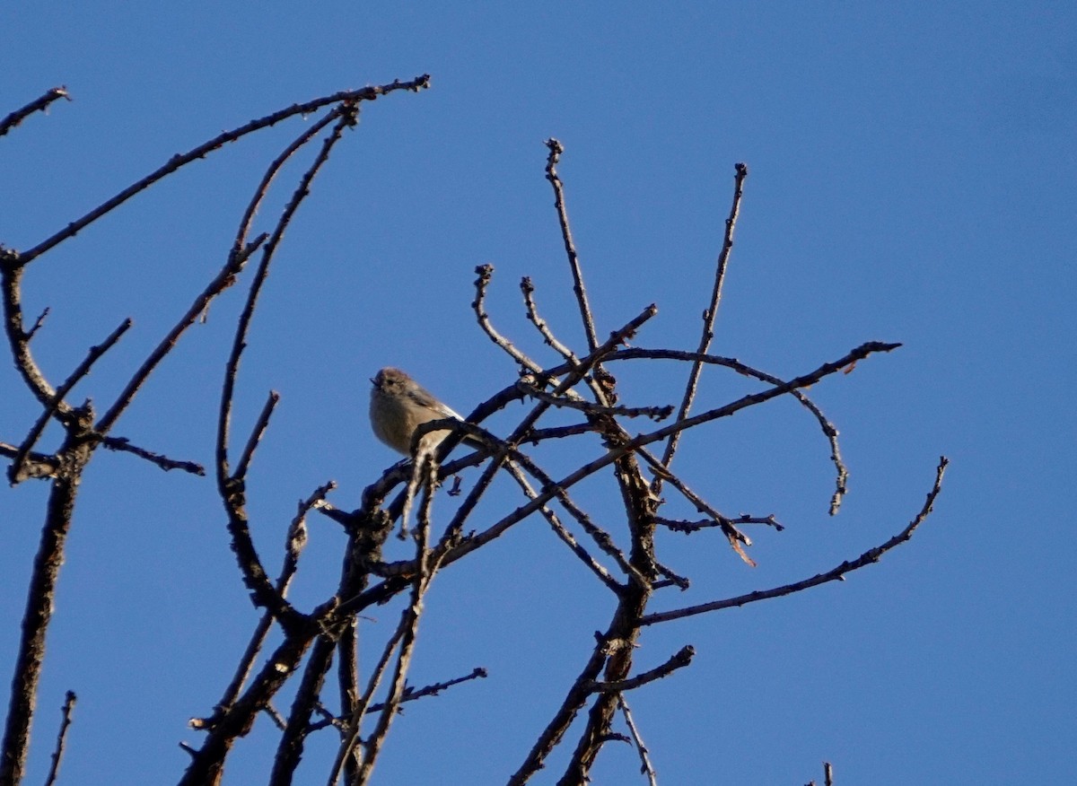 Bushtit - ML561505081