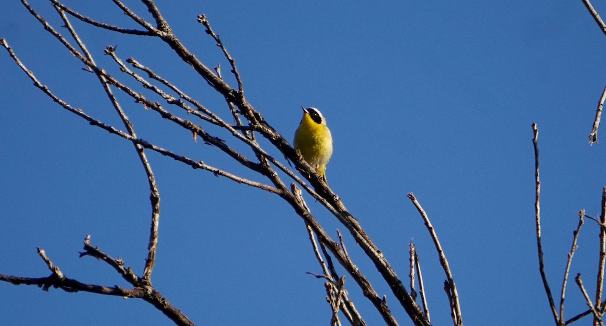 Common Yellowthroat - ML561505211