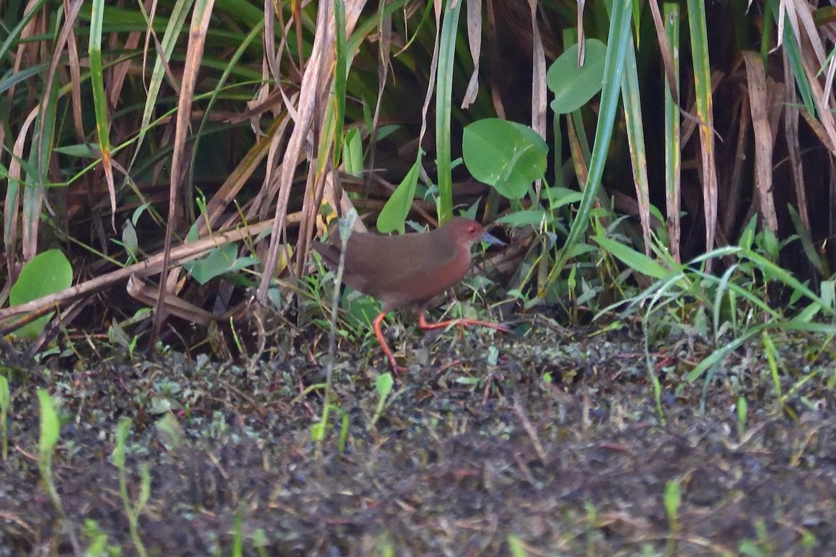 Ruddy-breasted Crake - Sree ..