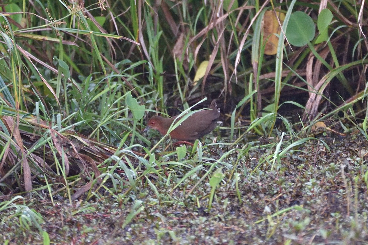 Ruddy-breasted Crake - Sree ..