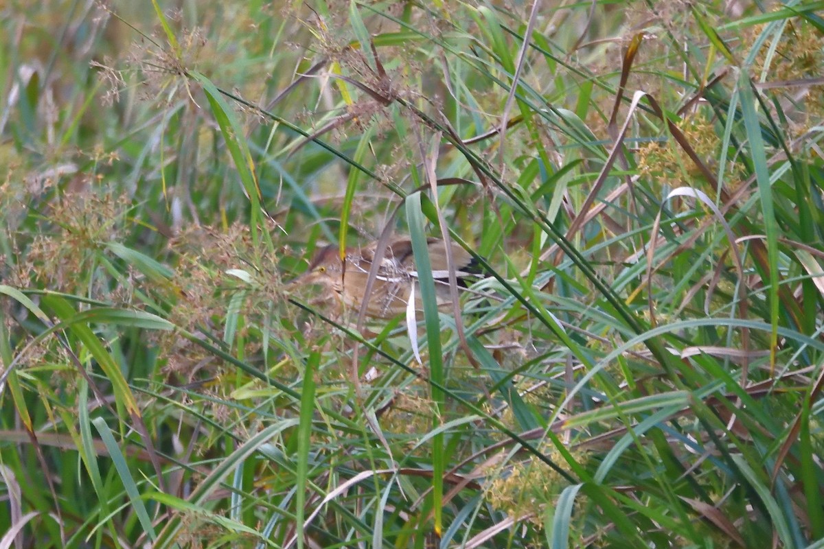 Yellow Bittern - Sree ..