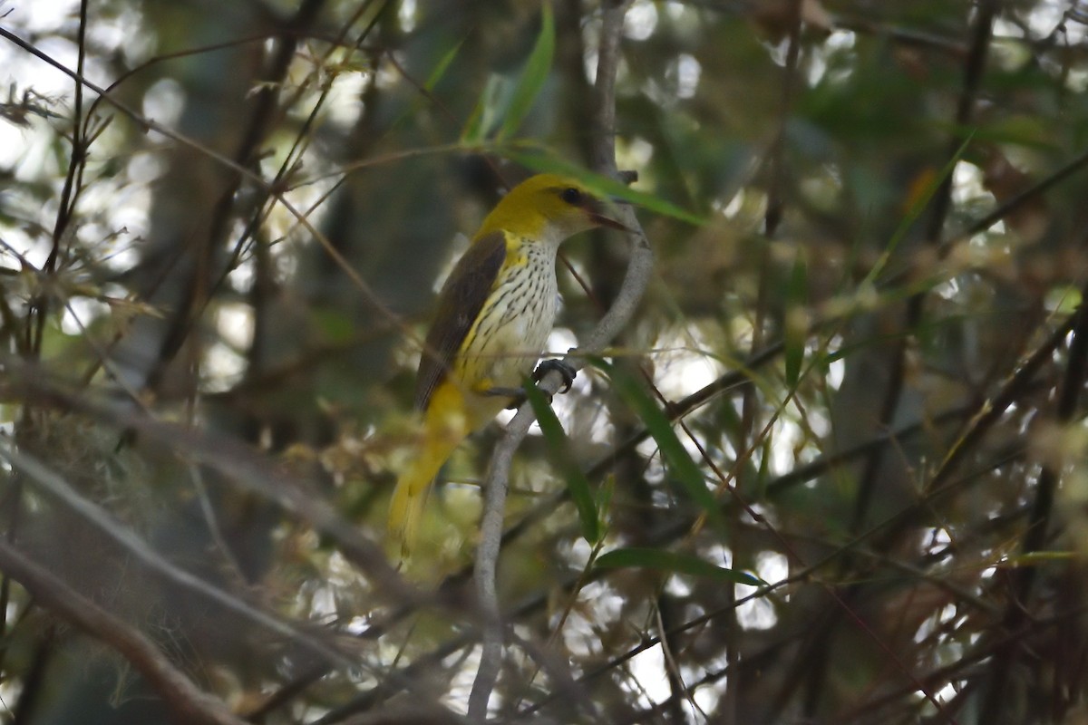 Indian Golden Oriole - Sree ..