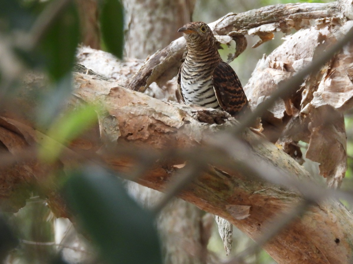 Oriental Cuckoo - ML561506441