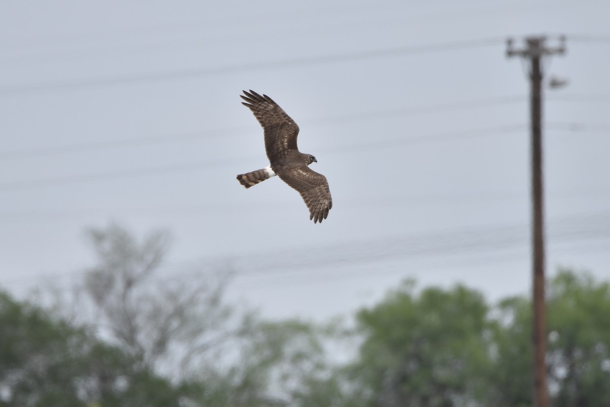 Northern Harrier - ML561507981