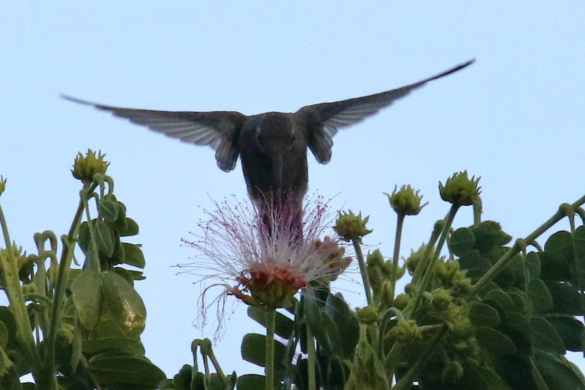 Colibrí Piquiancho Común - ML561509921