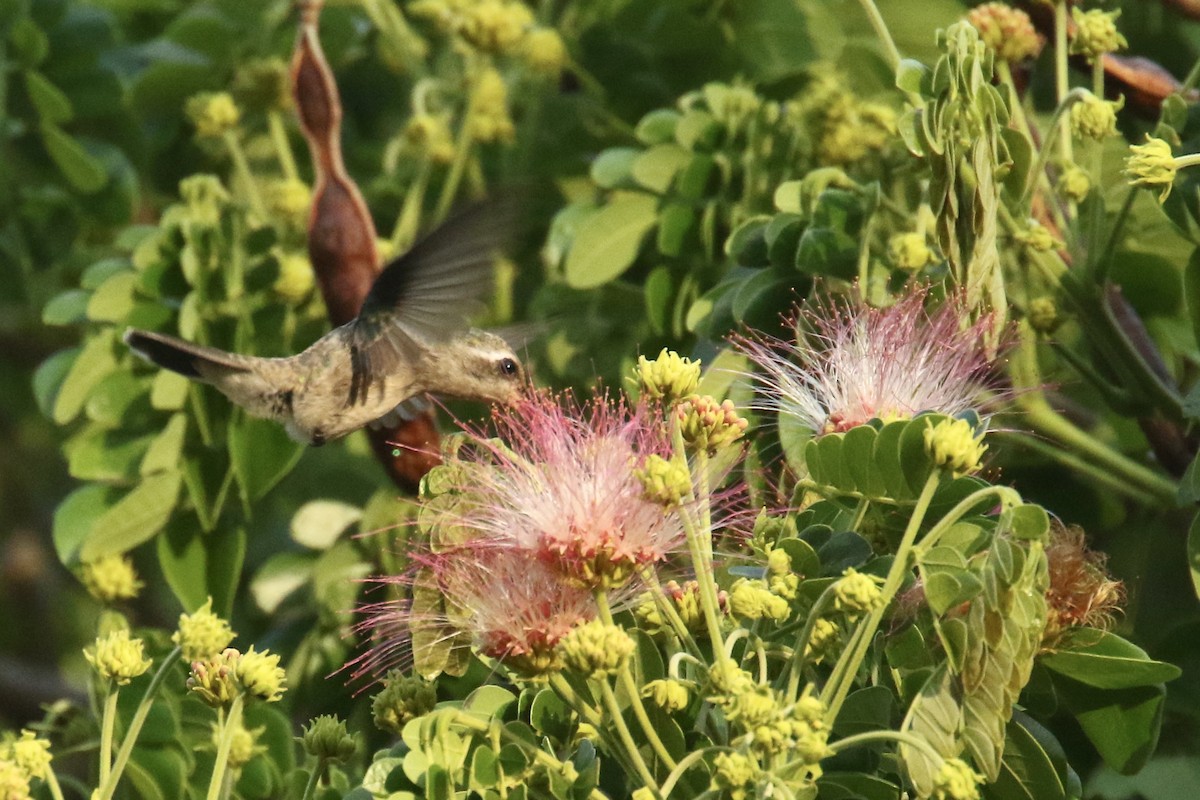 kolibřík širokozobý - ML561509931