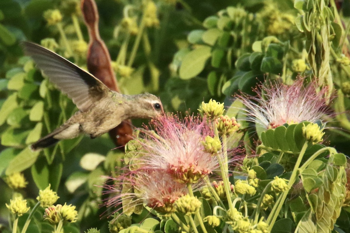 kolibřík širokozobý - ML561509941