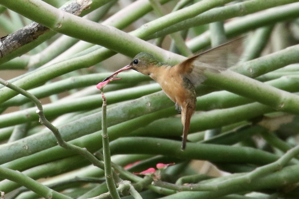 kolibřík ryšavý - ML561510001