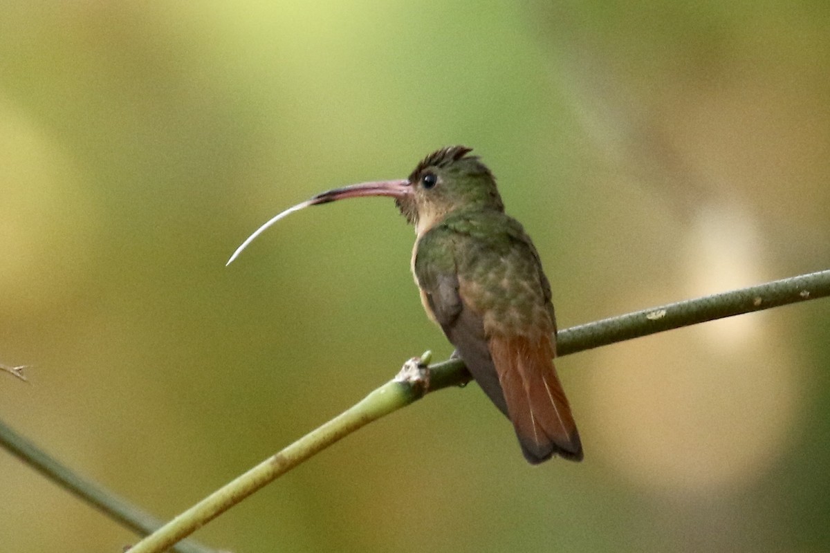 kolibřík ryšavý - ML561510011