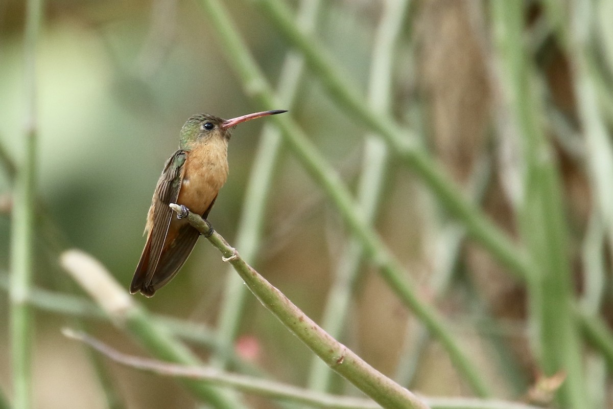 kolibřík ryšavý - ML561510021