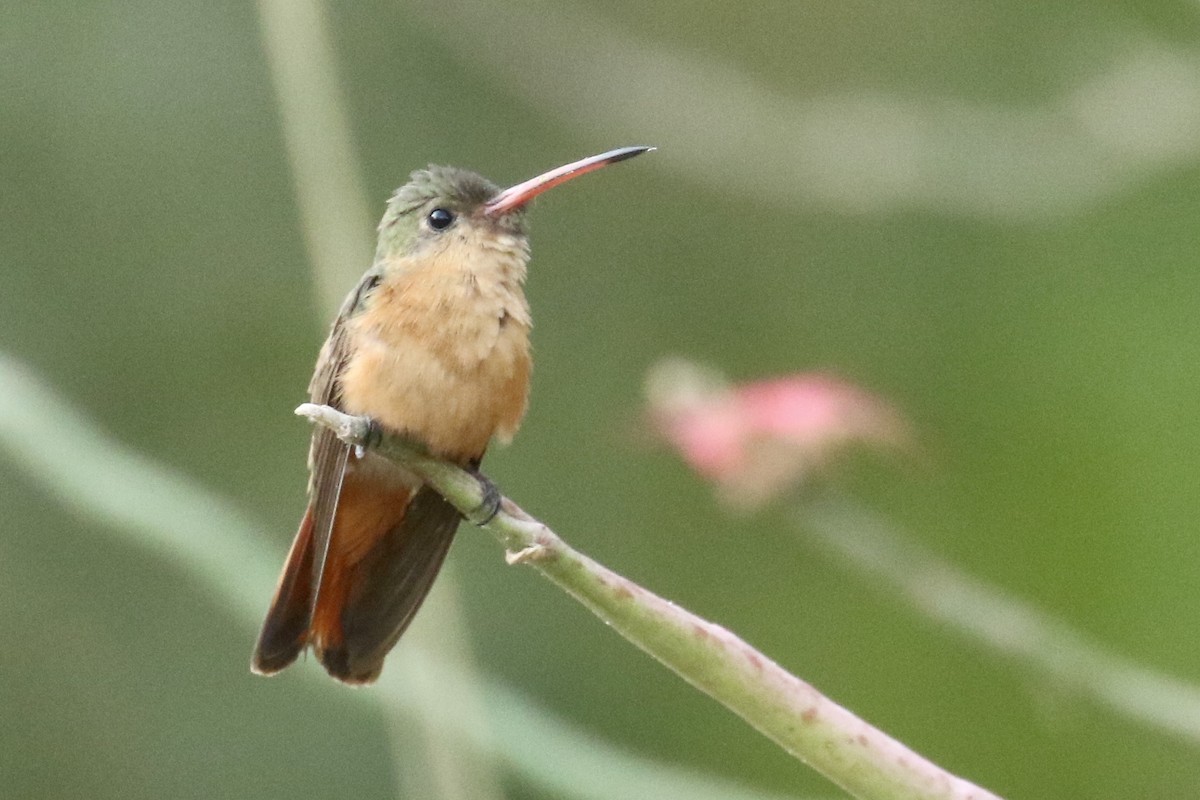 kolibřík ryšavý - ML561510031