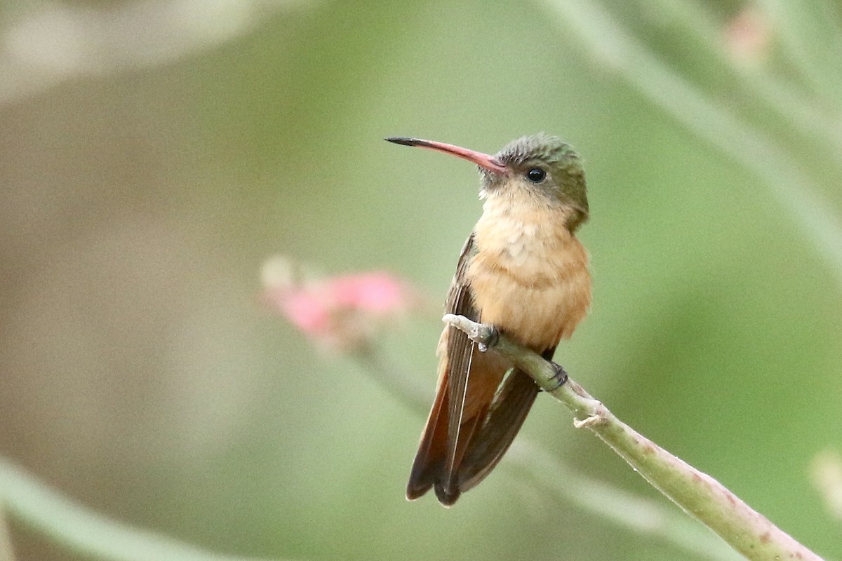 kolibřík ryšavý - ML561510041