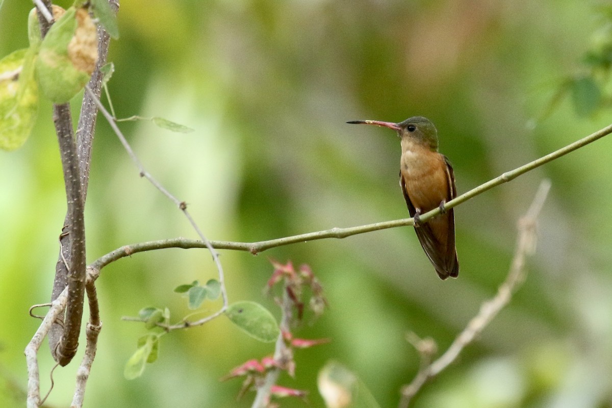 kolibřík ryšavý - ML561510051