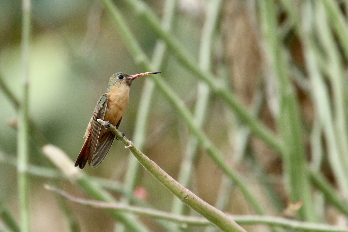 kolibřík ryšavý - ML561510061
