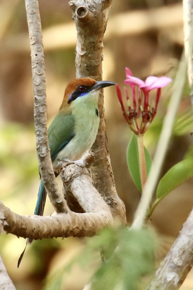 Russet-crowned Motmot - Anonymous