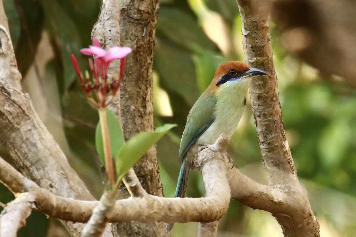 Russet-crowned Motmot - Anonymous