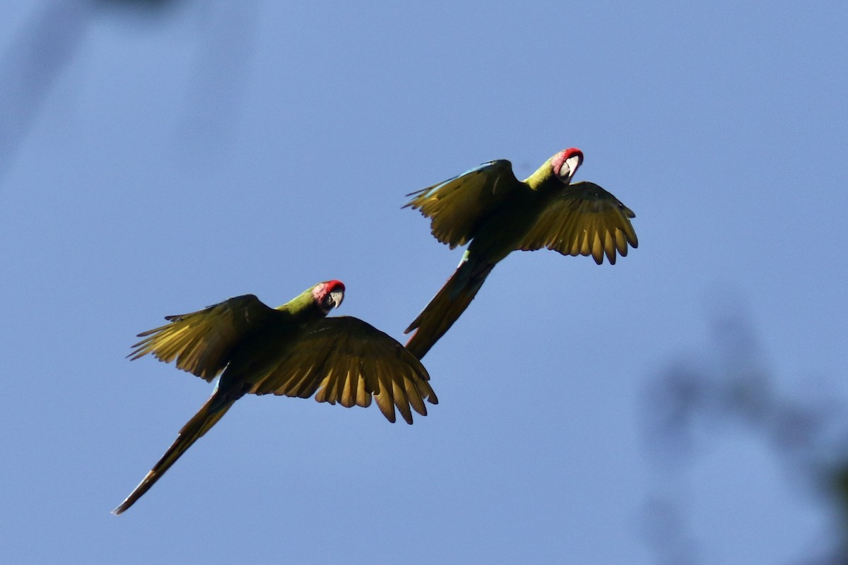 Guacamayo Militar - ML561510271