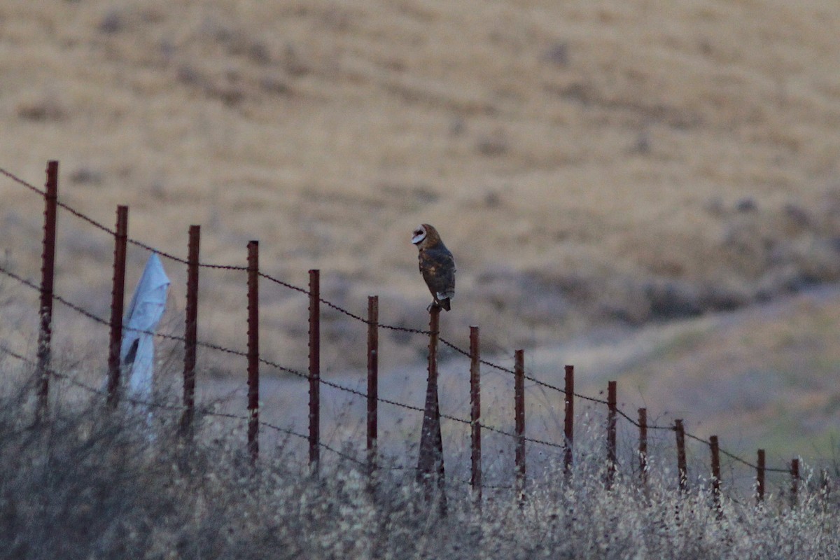 Barn Owl (American) - ML561510331