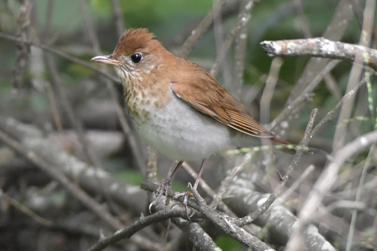 Veery - ML561512491