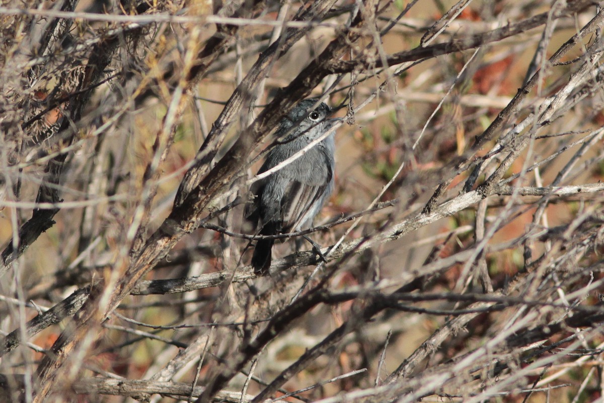 California Gnatcatcher - ML561513301