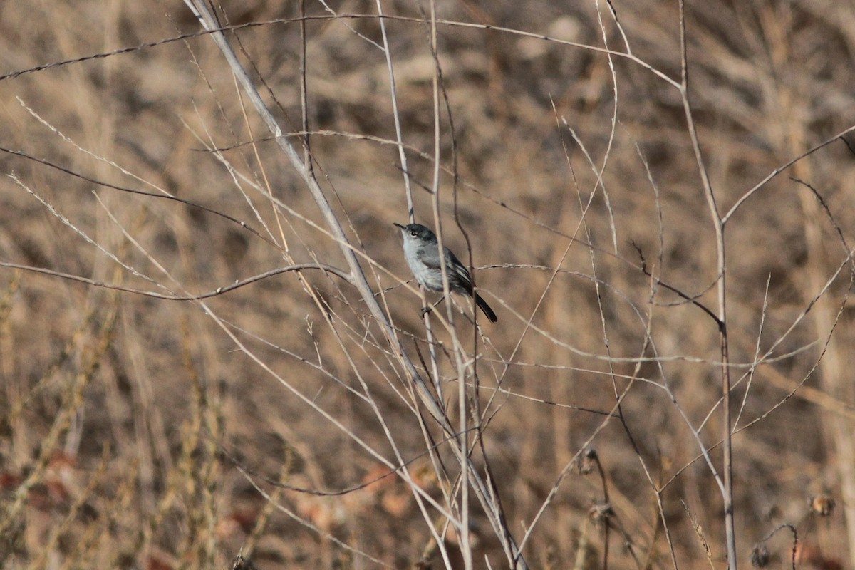 California Gnatcatcher - ML561513321