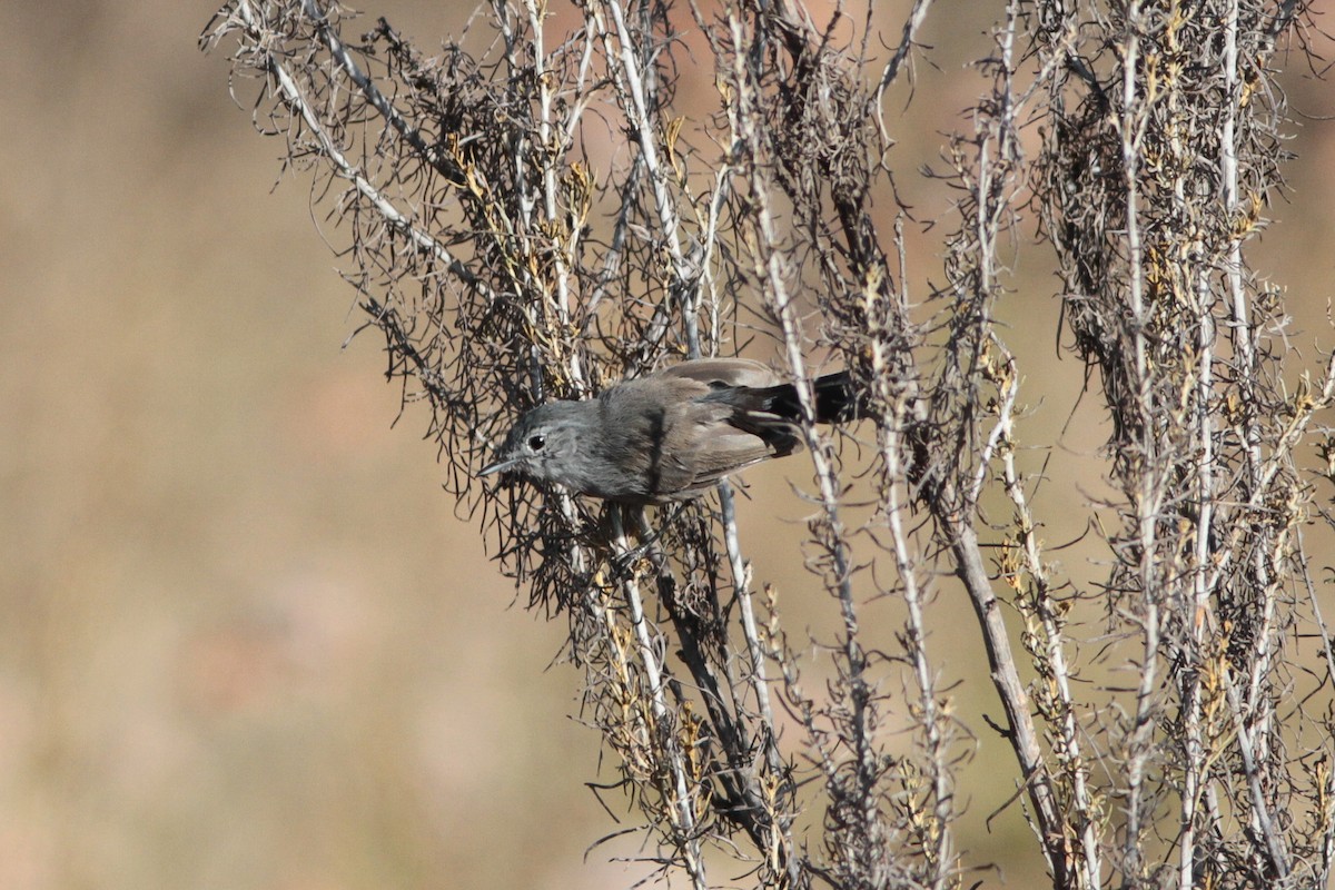 California Gnatcatcher - ML561513631