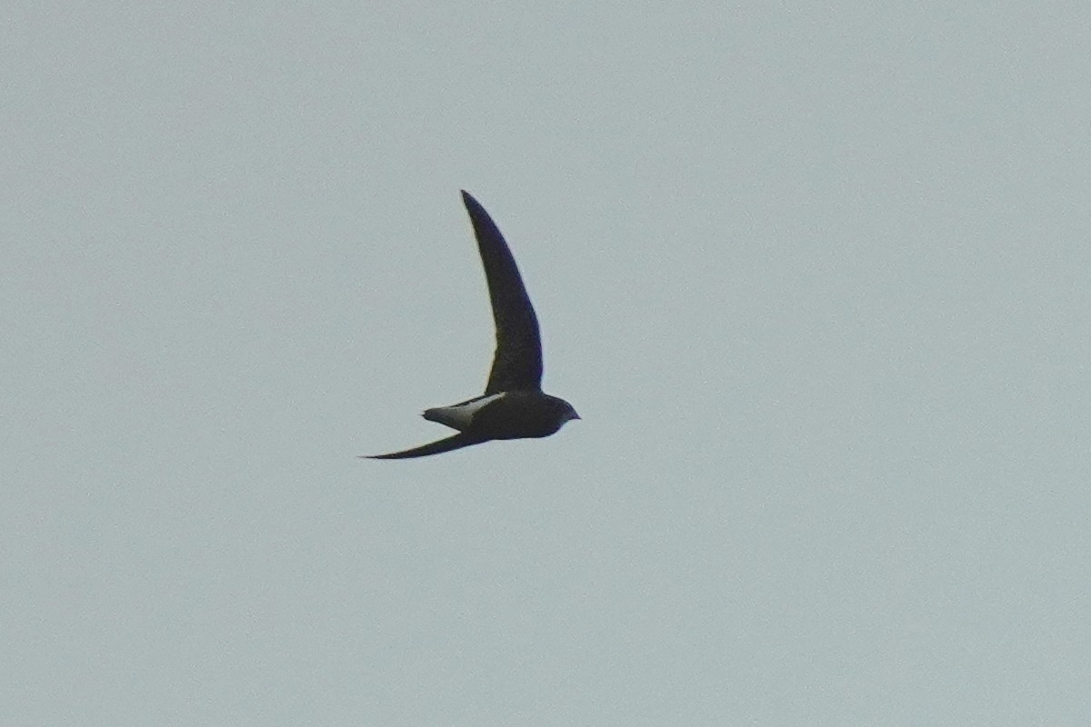 Silver-backed Needletail - ML561515121