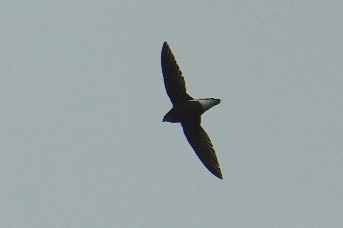 Silver-backed Needletail - ML561515471