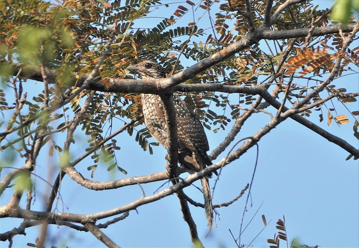 Asian Koel - ML561516971