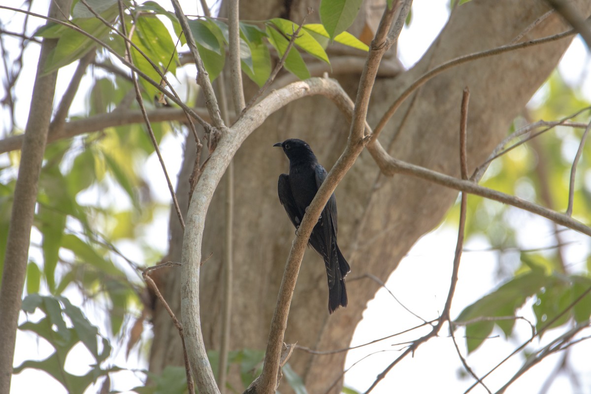 Square-tailed Drongo-Cuckoo - ML561517761