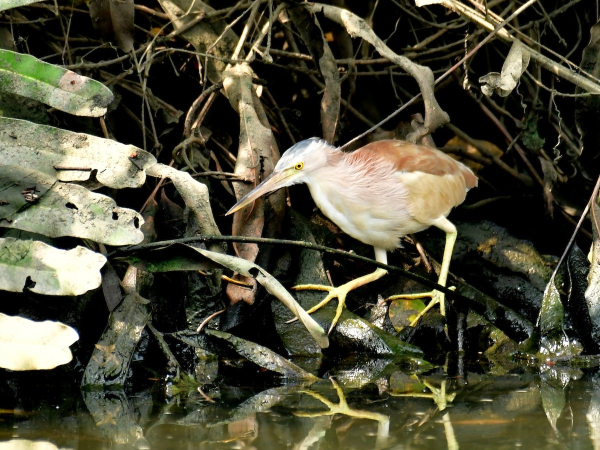 Yellow Bittern - ML561520741