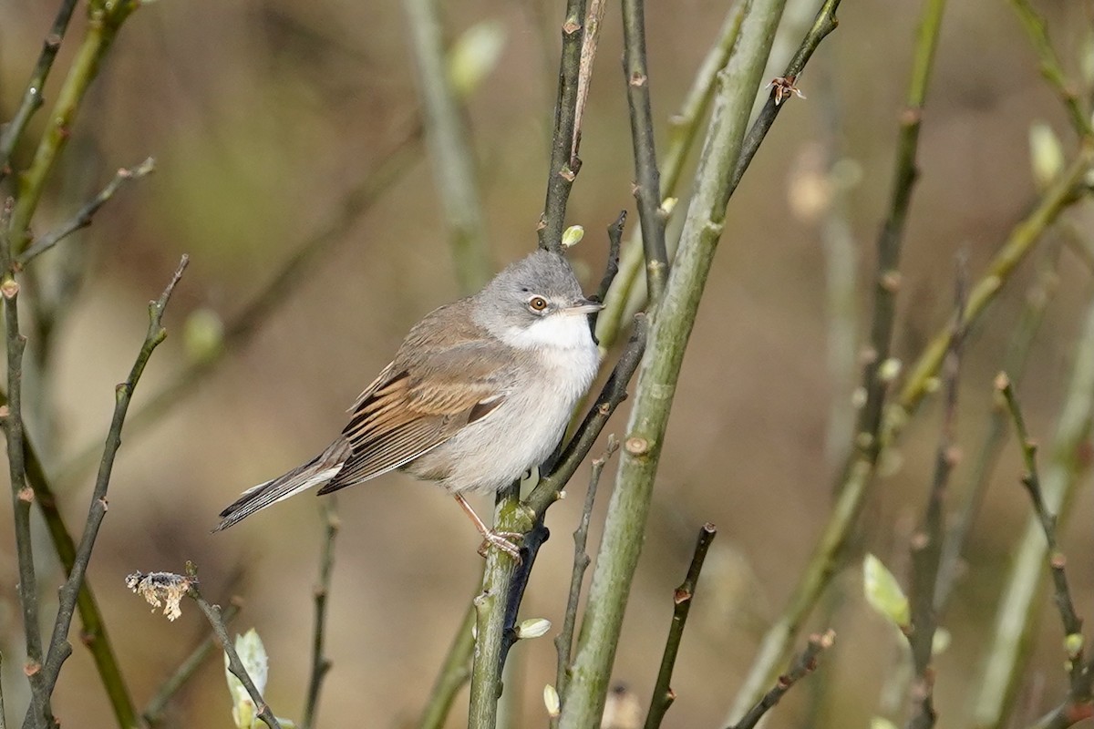 Greater Whitethroat - ML561521391