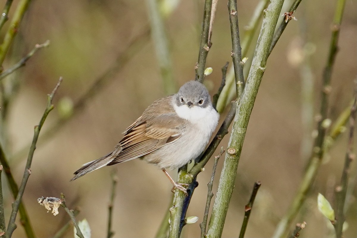 Greater Whitethroat - Daniel Winzeler