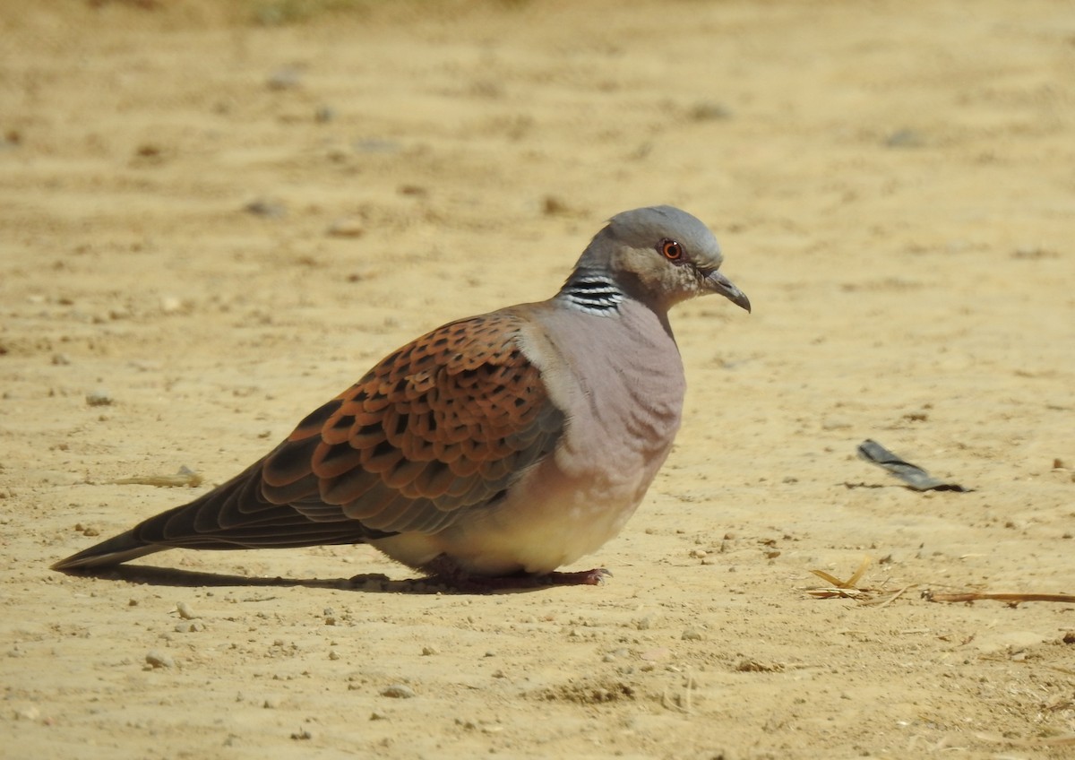 European Turtle-Dove - Andrés Alfaro