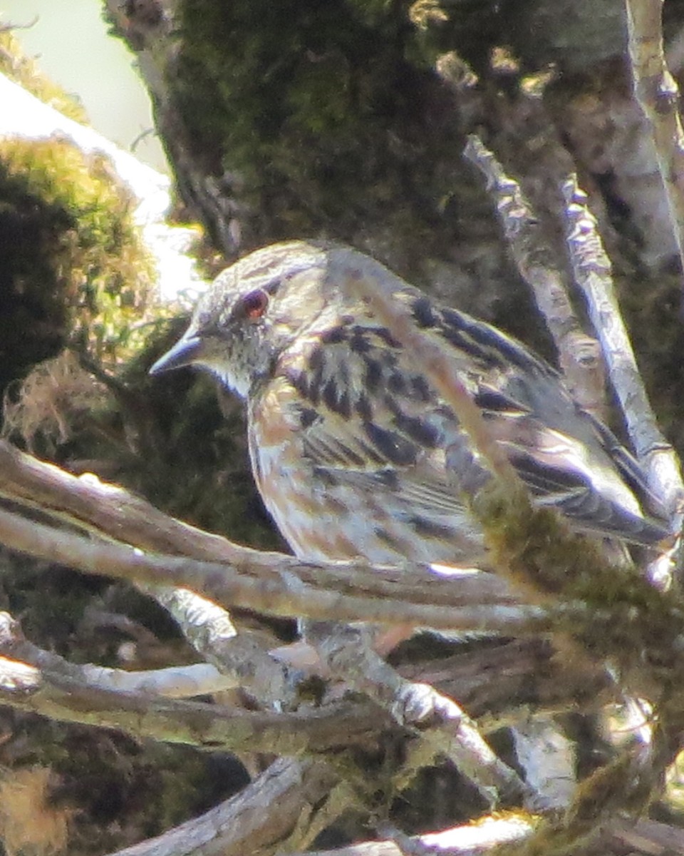 Altai Accentor - ML561521491